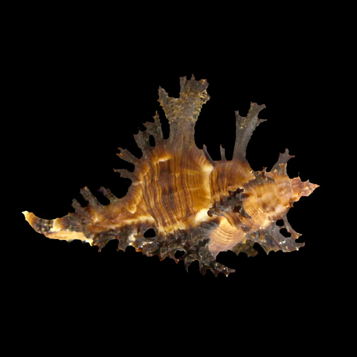 Chicoreus Banksii