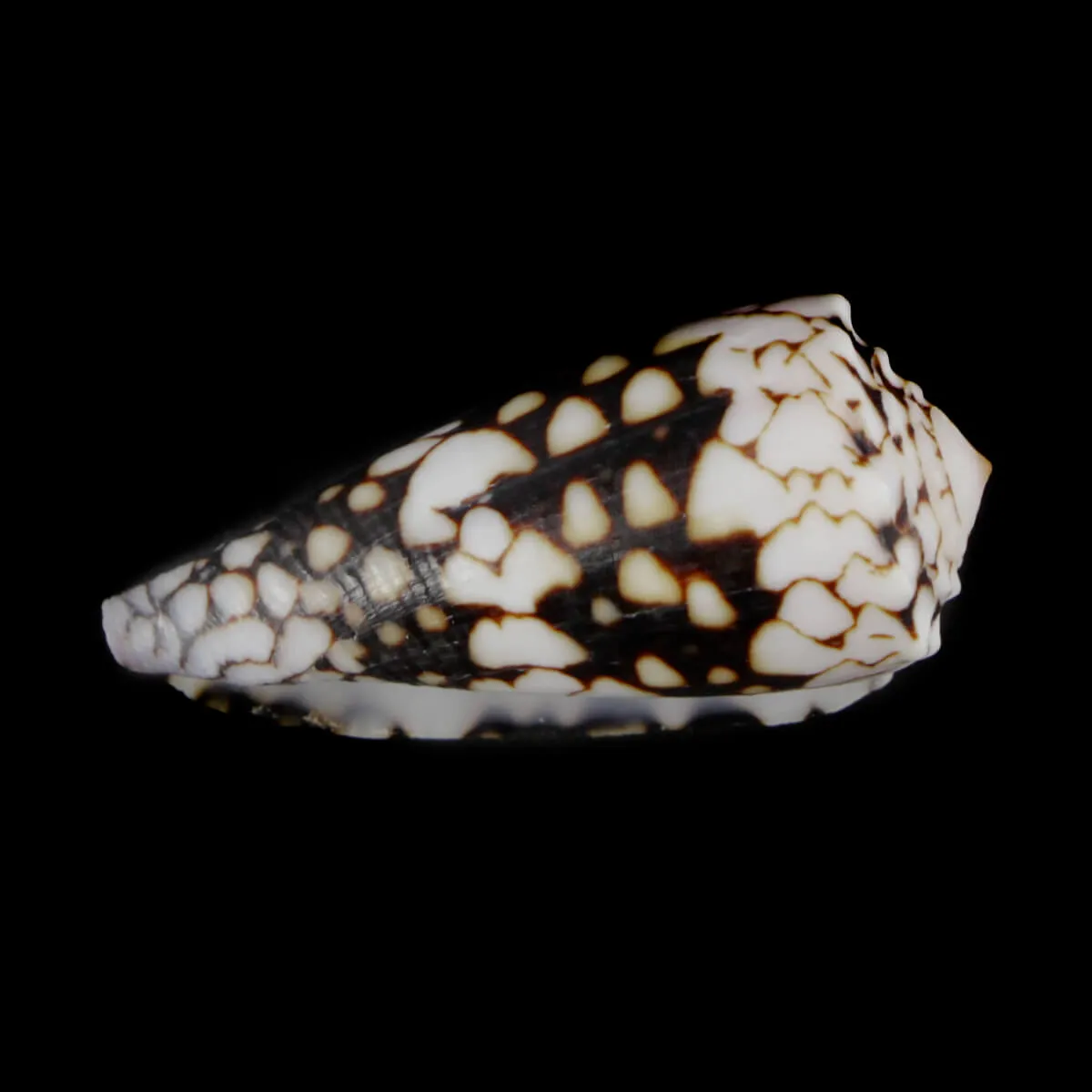 Conus Bandanus