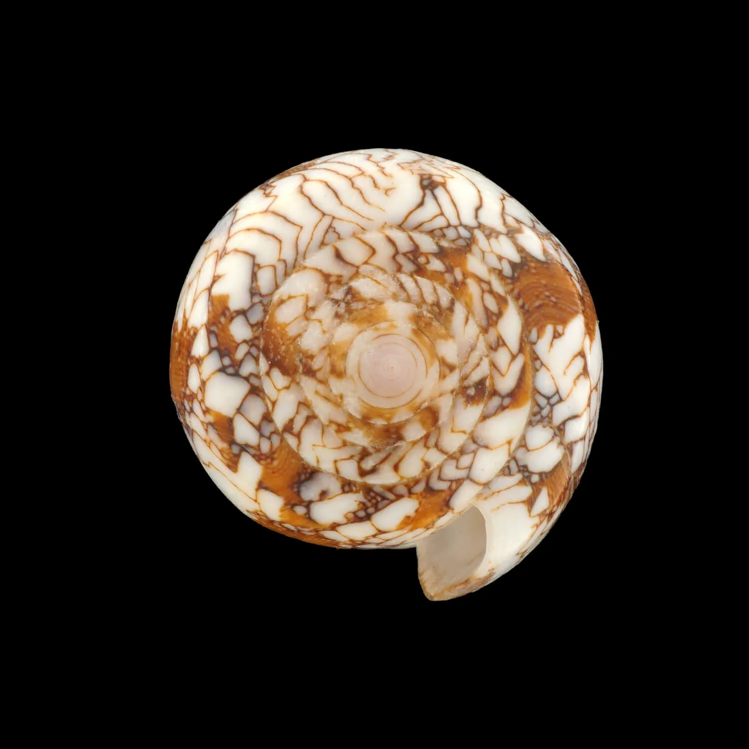 Conus Behelokensis
