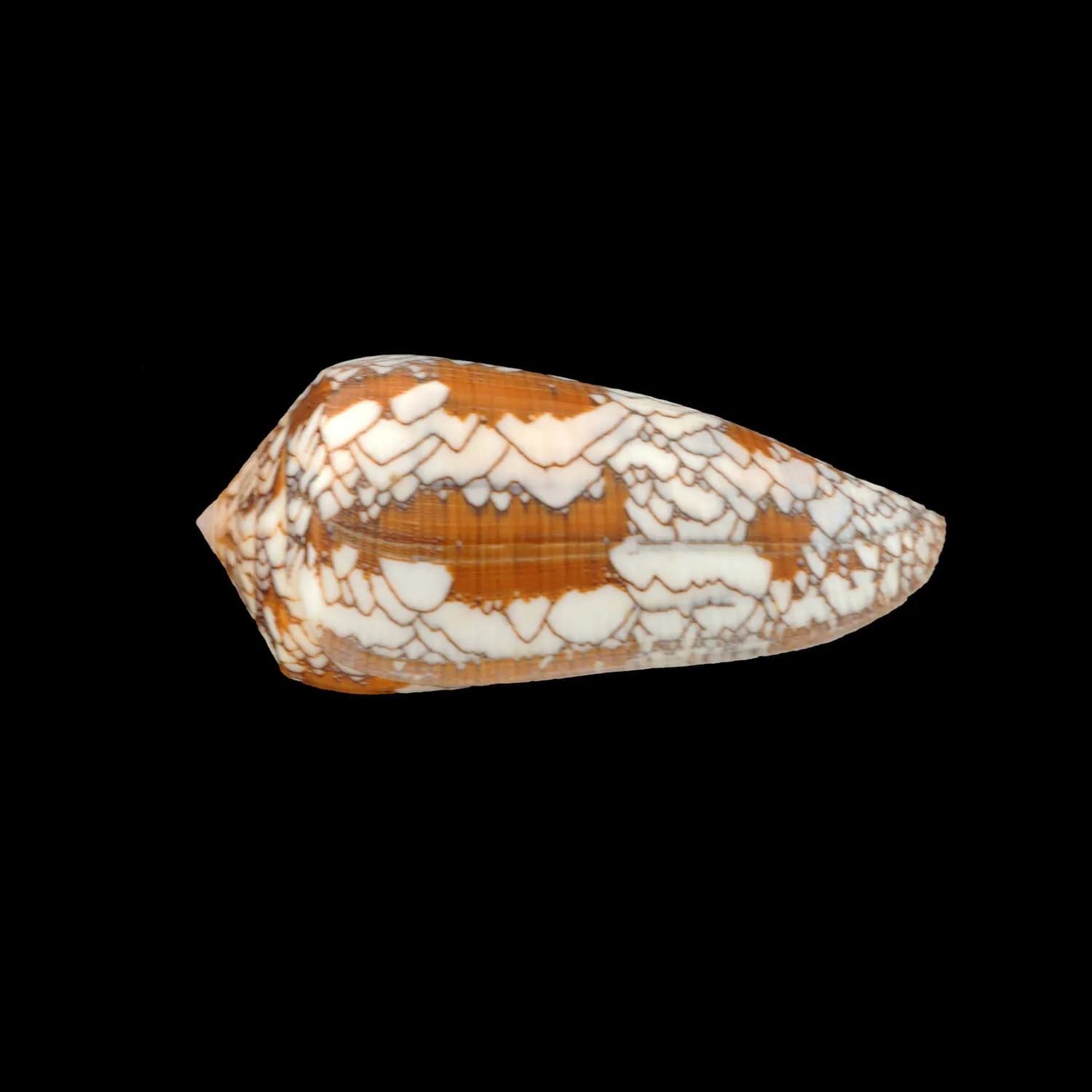 Conus Behelokensis