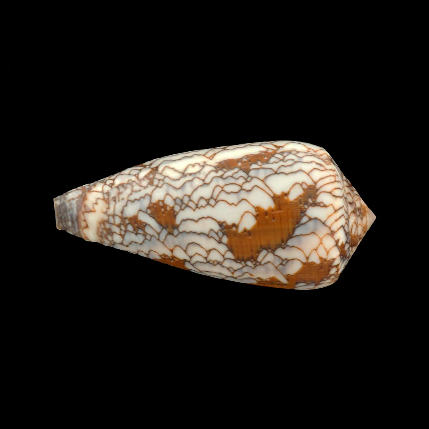 Conus Behelokensis
