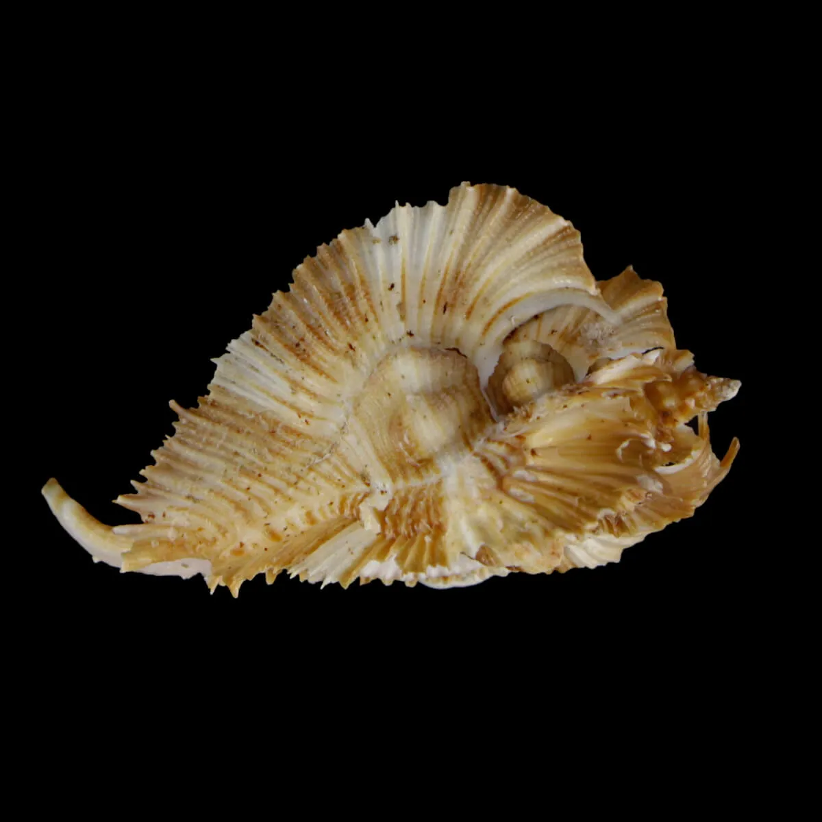 Chicoreus Miyokoae