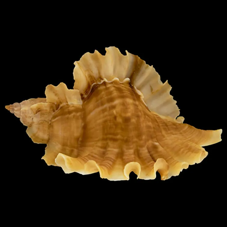 Ceratostoma Burnetti
