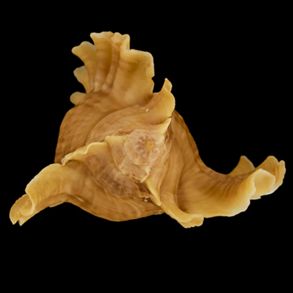 Ceratostoma Burnetti