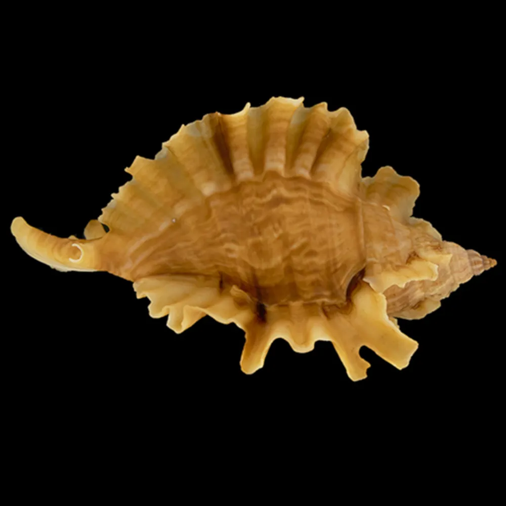 Ceratostoma Burnetti