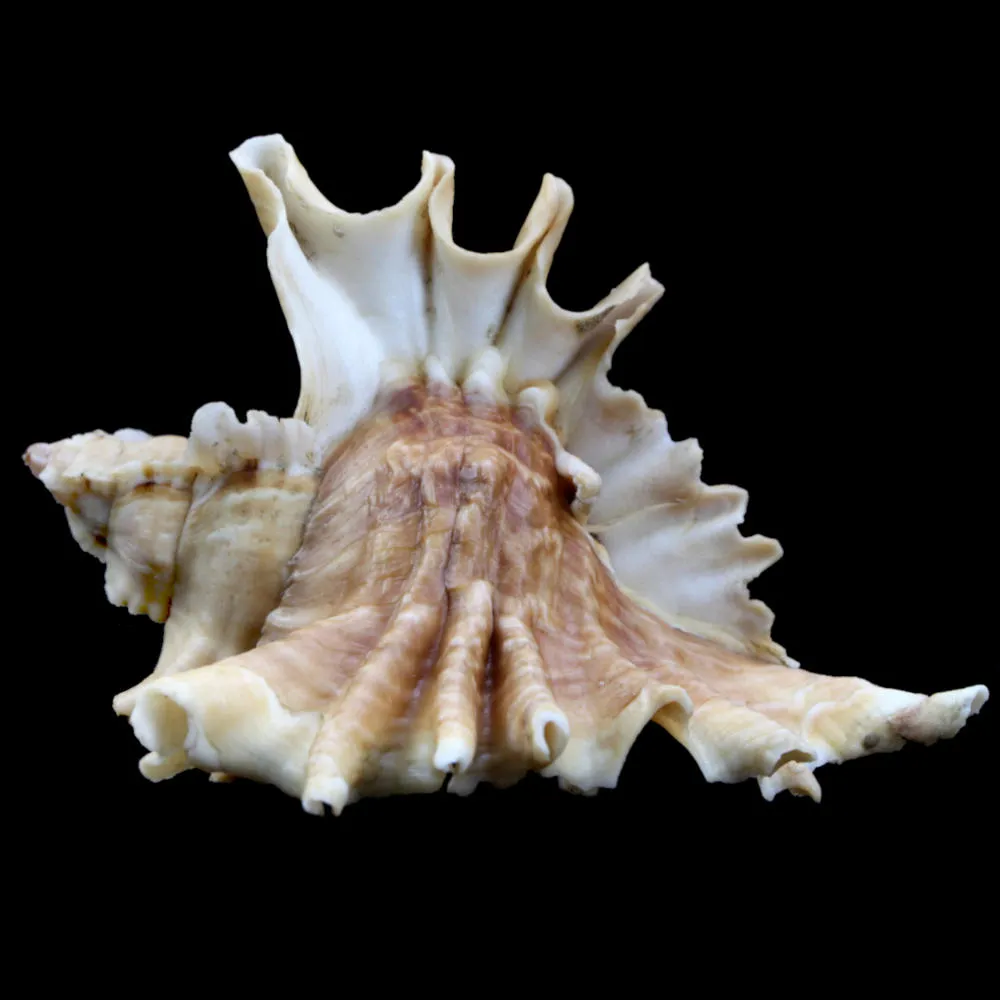 Ceratostoma Burnetti