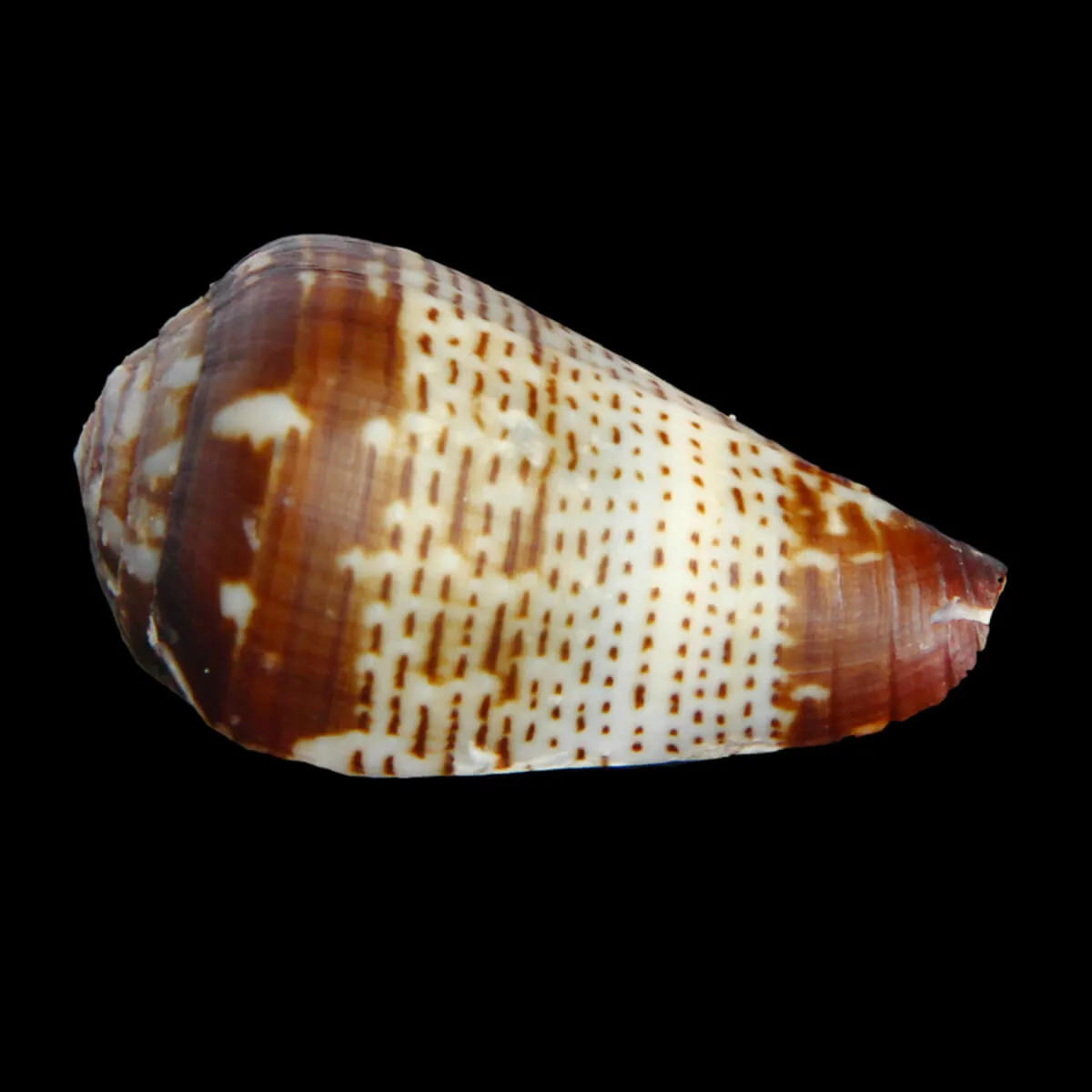 Conus Bocagei