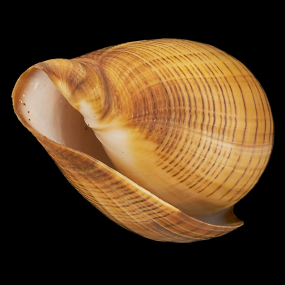 Conus Betulinus