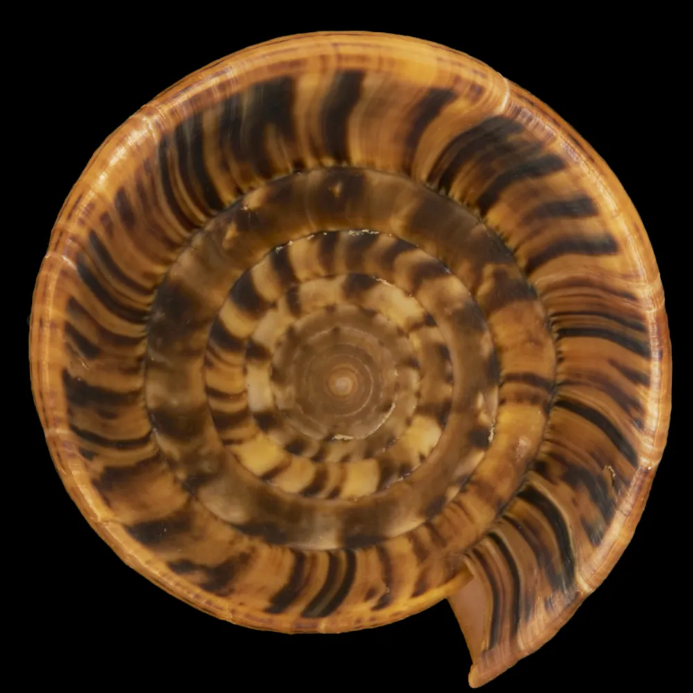 Conus Betulinus