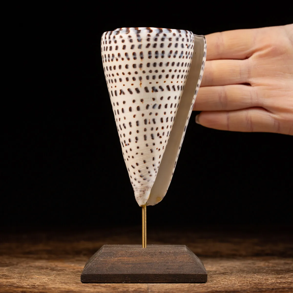 Conus Bandadus