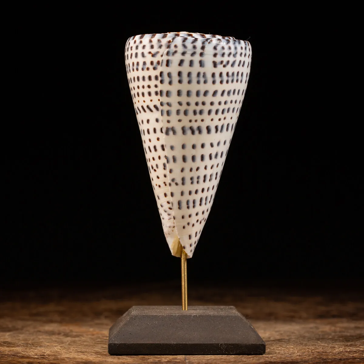 Conus Bandadus