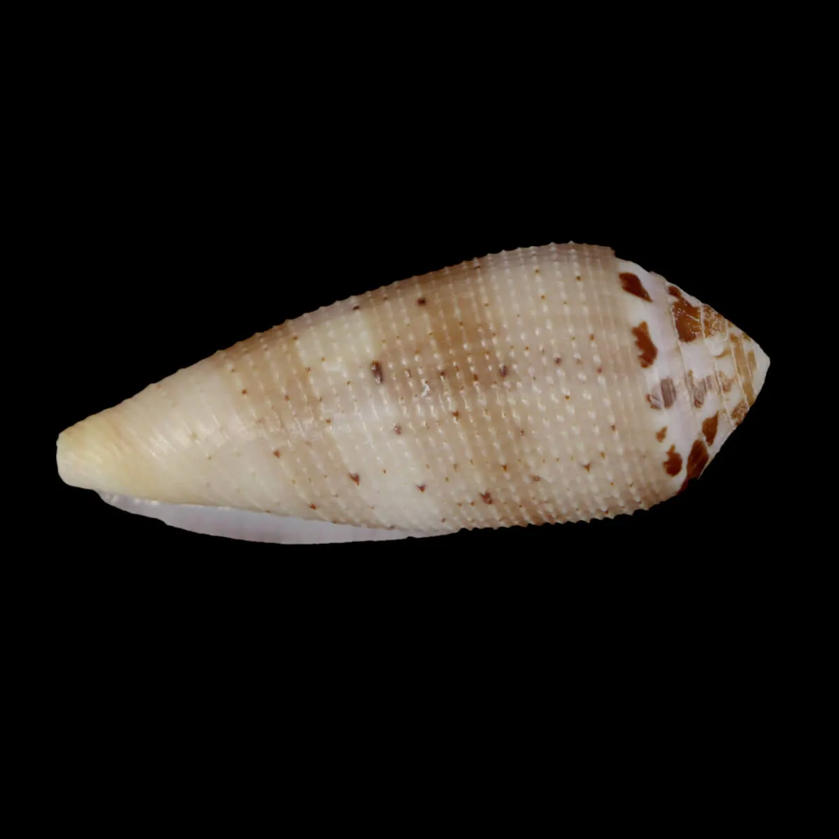 Pionoconus Circumcisus Granulate