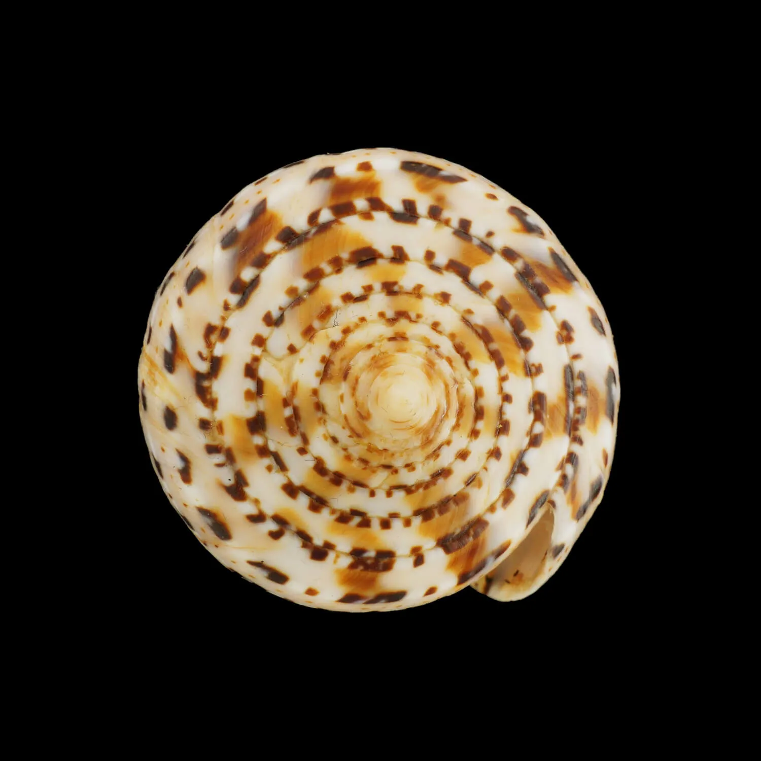 Conus Genuanus