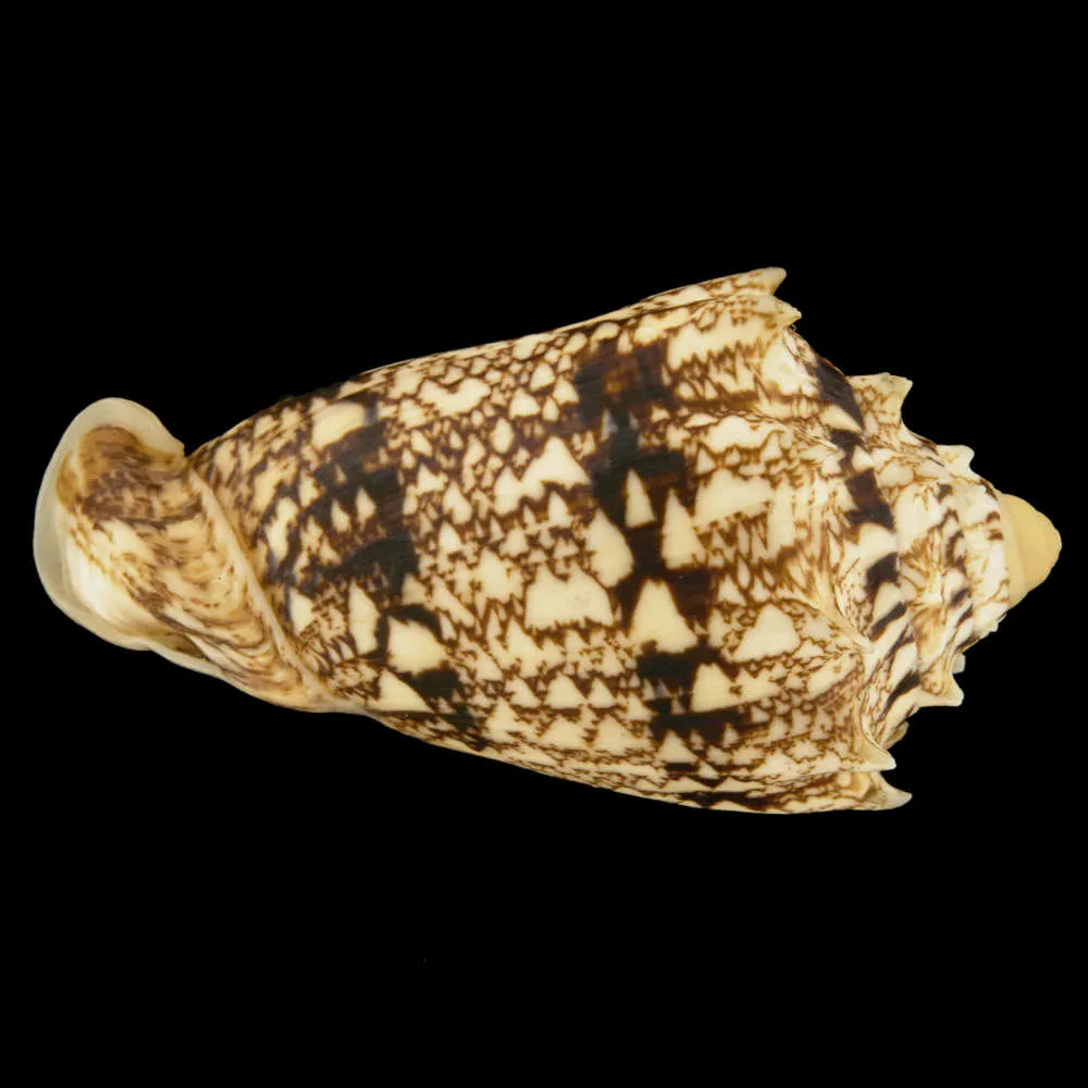 Cymbiola Chrysostoma