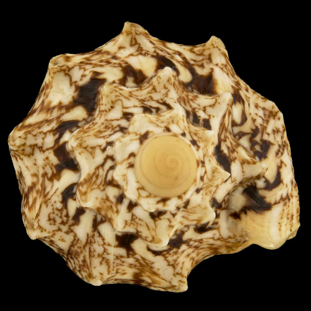 Cymbiola Chrysostoma