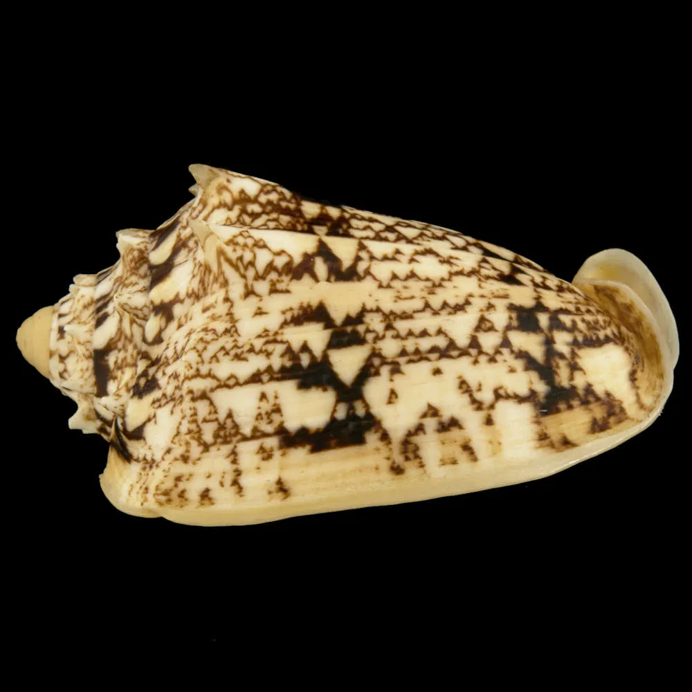 Cymbiola Chrysostoma