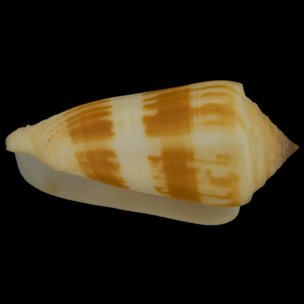 Conus Consors