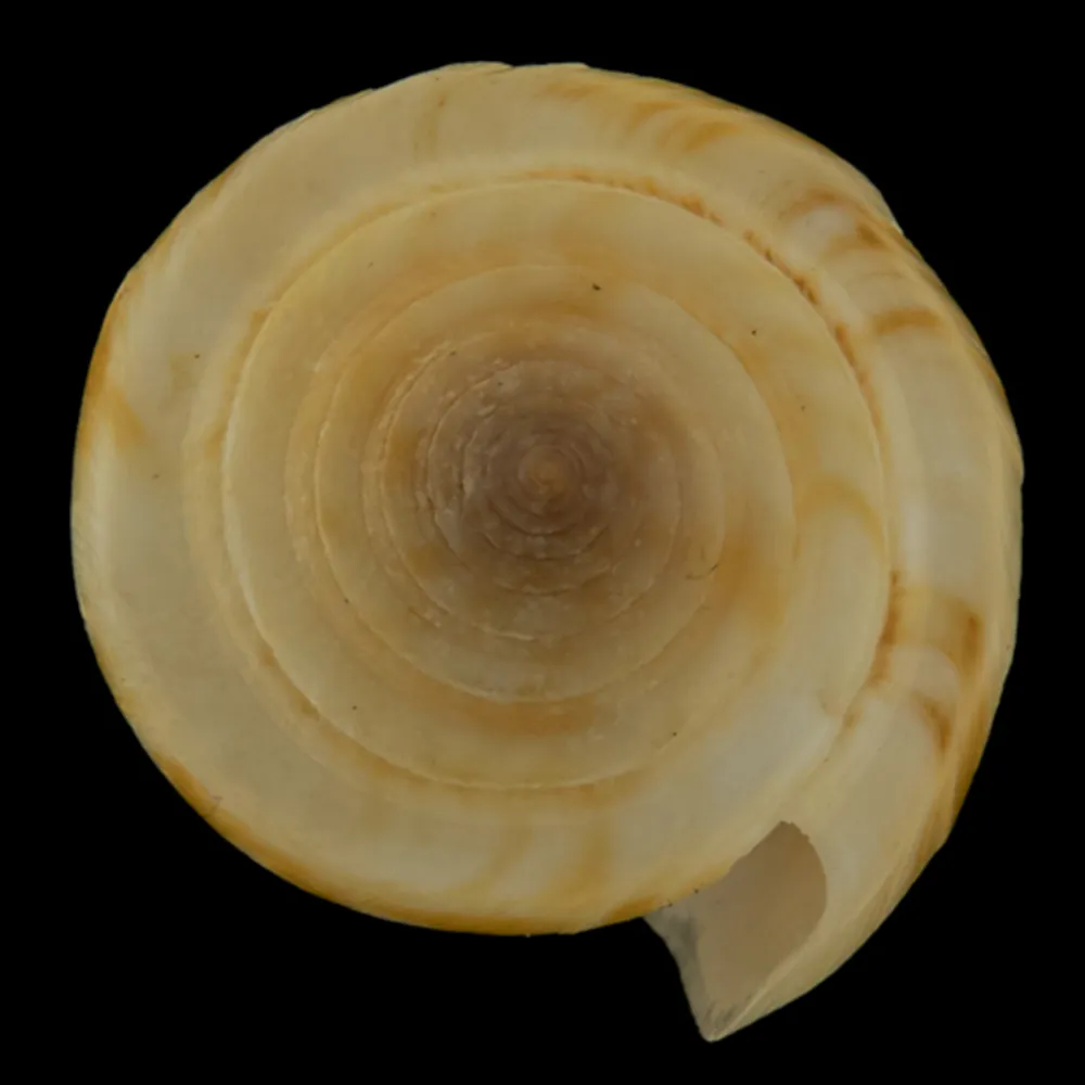Conus Consors