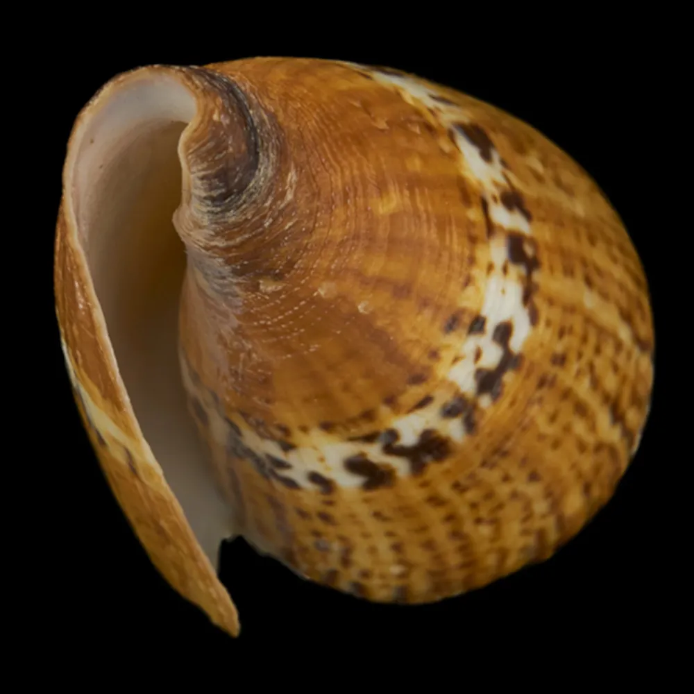 Conus Capitaneus