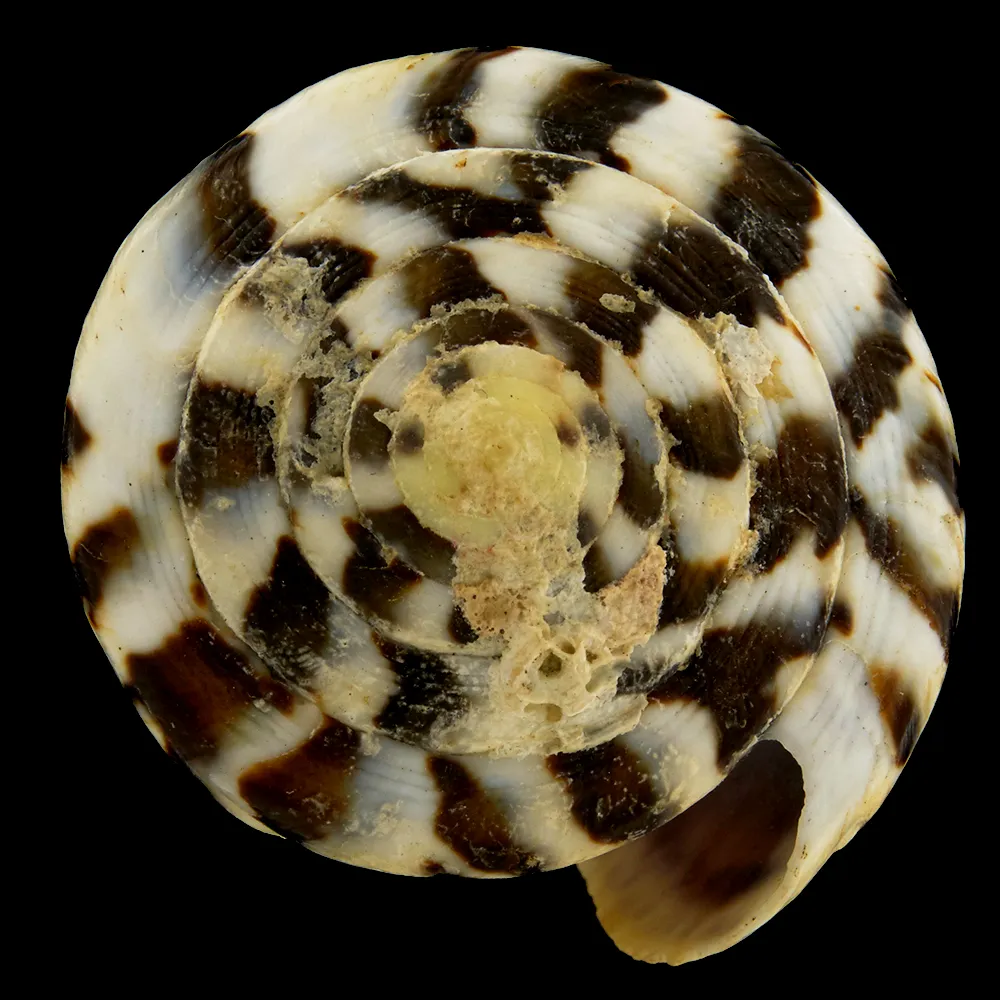 Conus Capitaneus