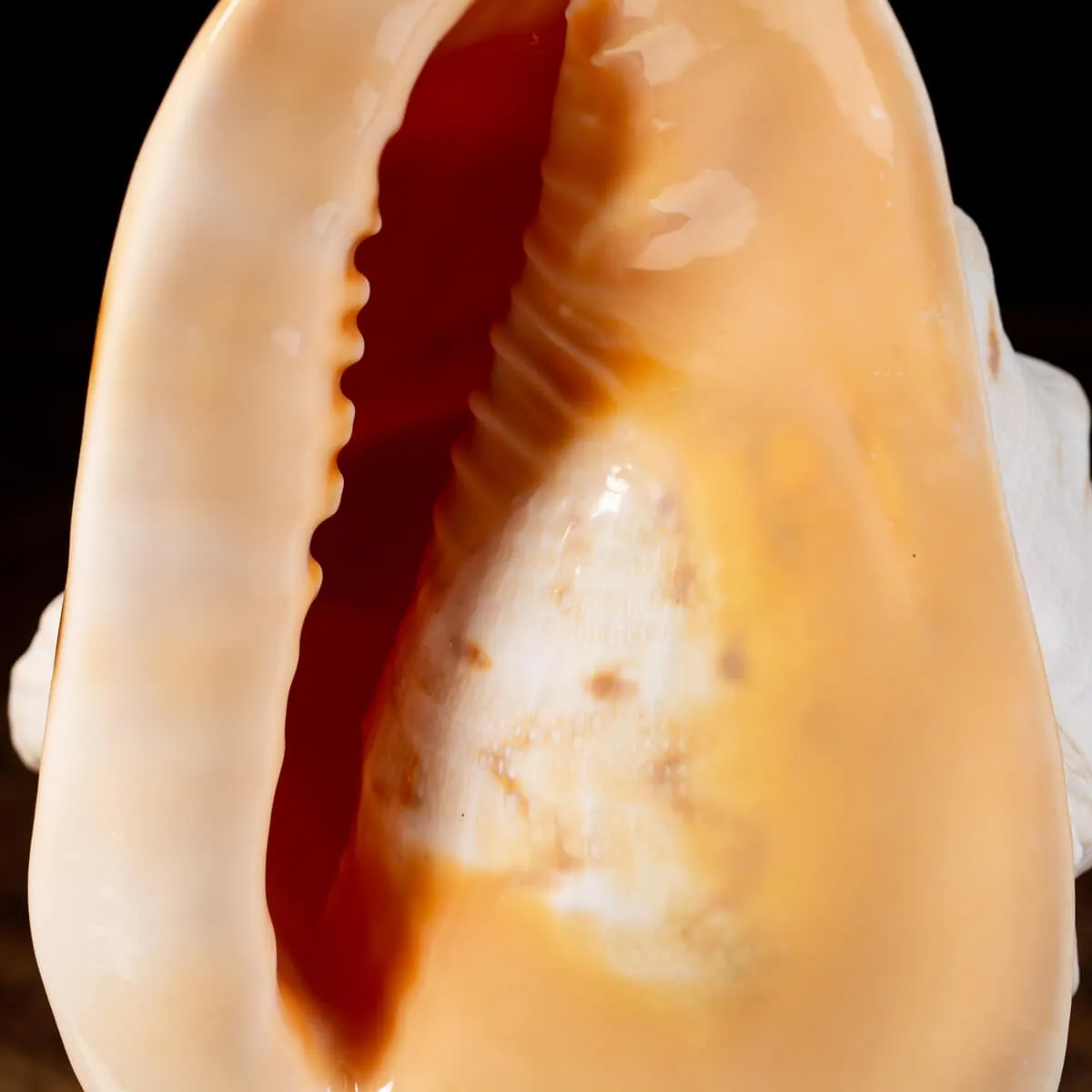 Cassis Cornuta