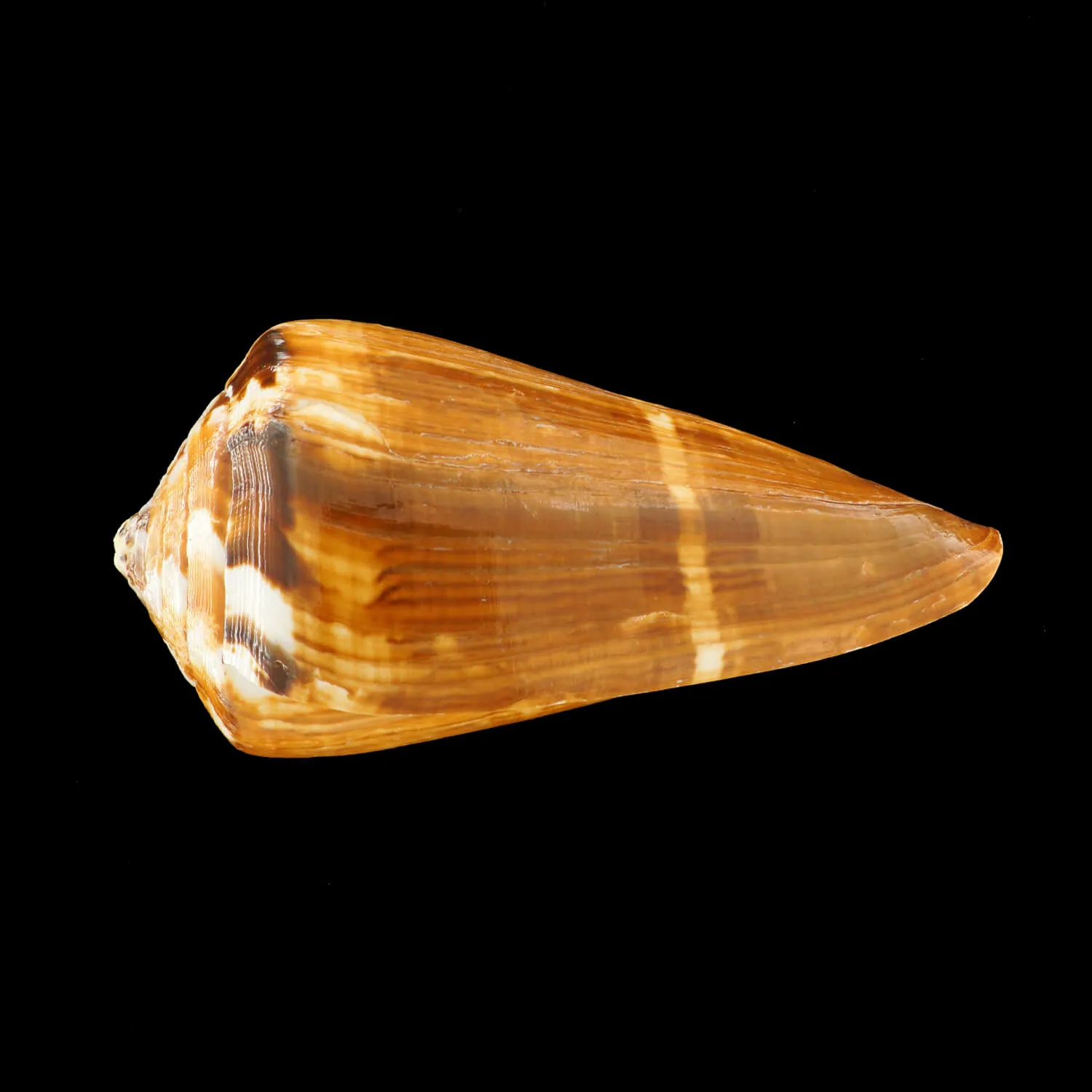 Conus Vexillum