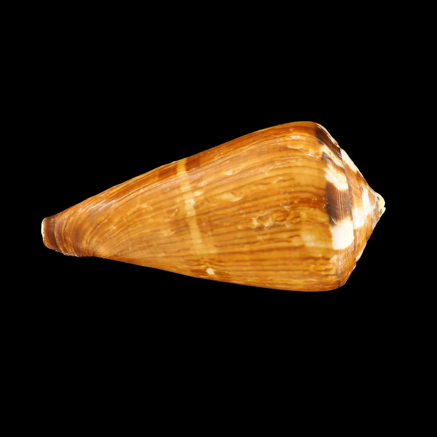 Conus Vexillum