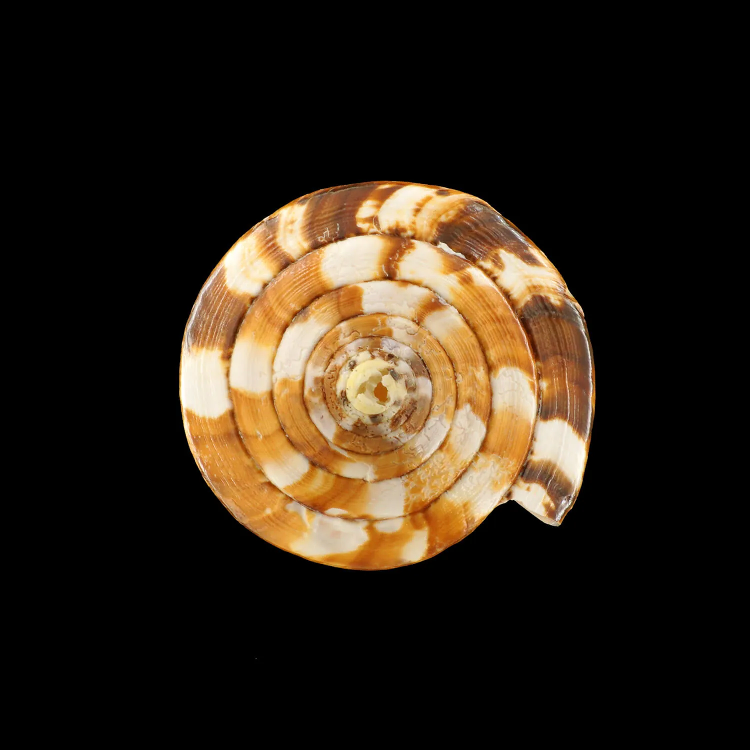 Conus Vexillum