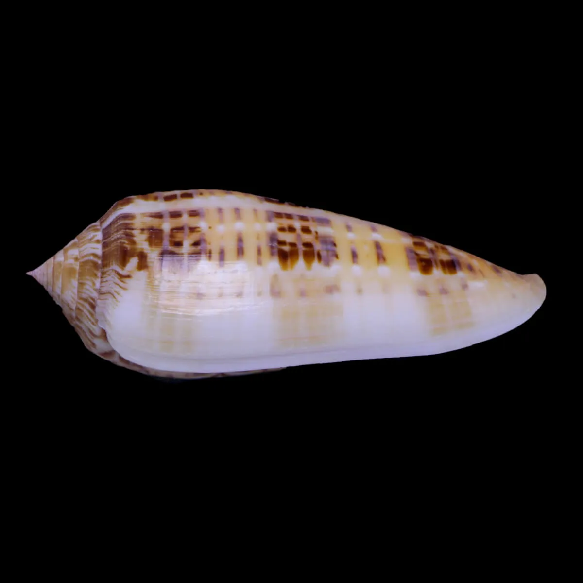 Textilia Dusaveli