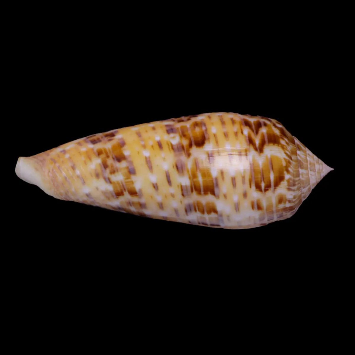 Textilia Dusaveli