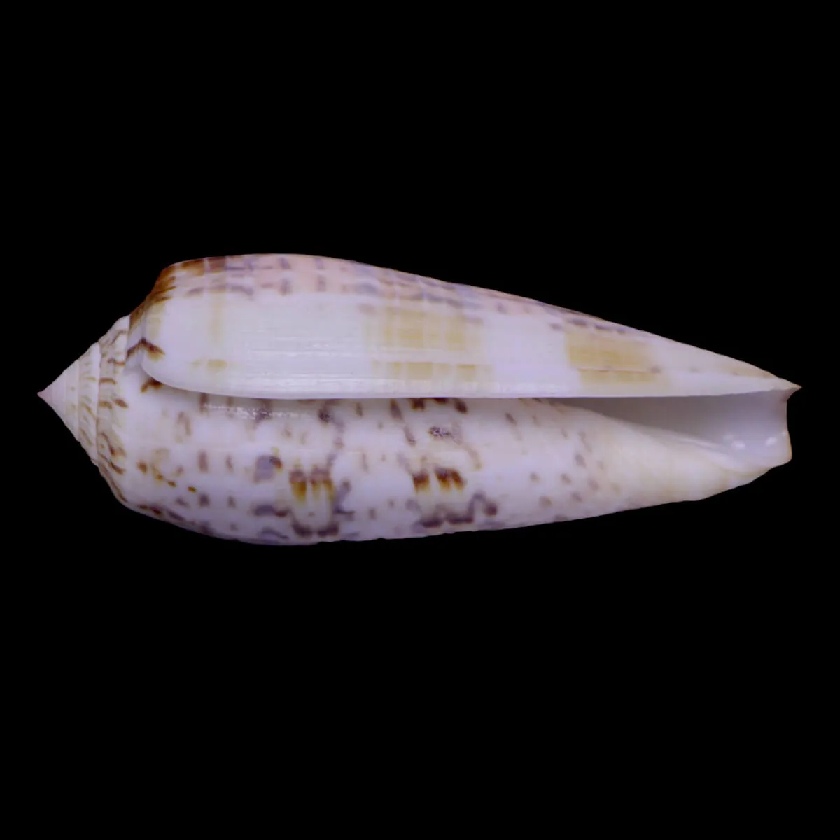 Textilia Dusaveli