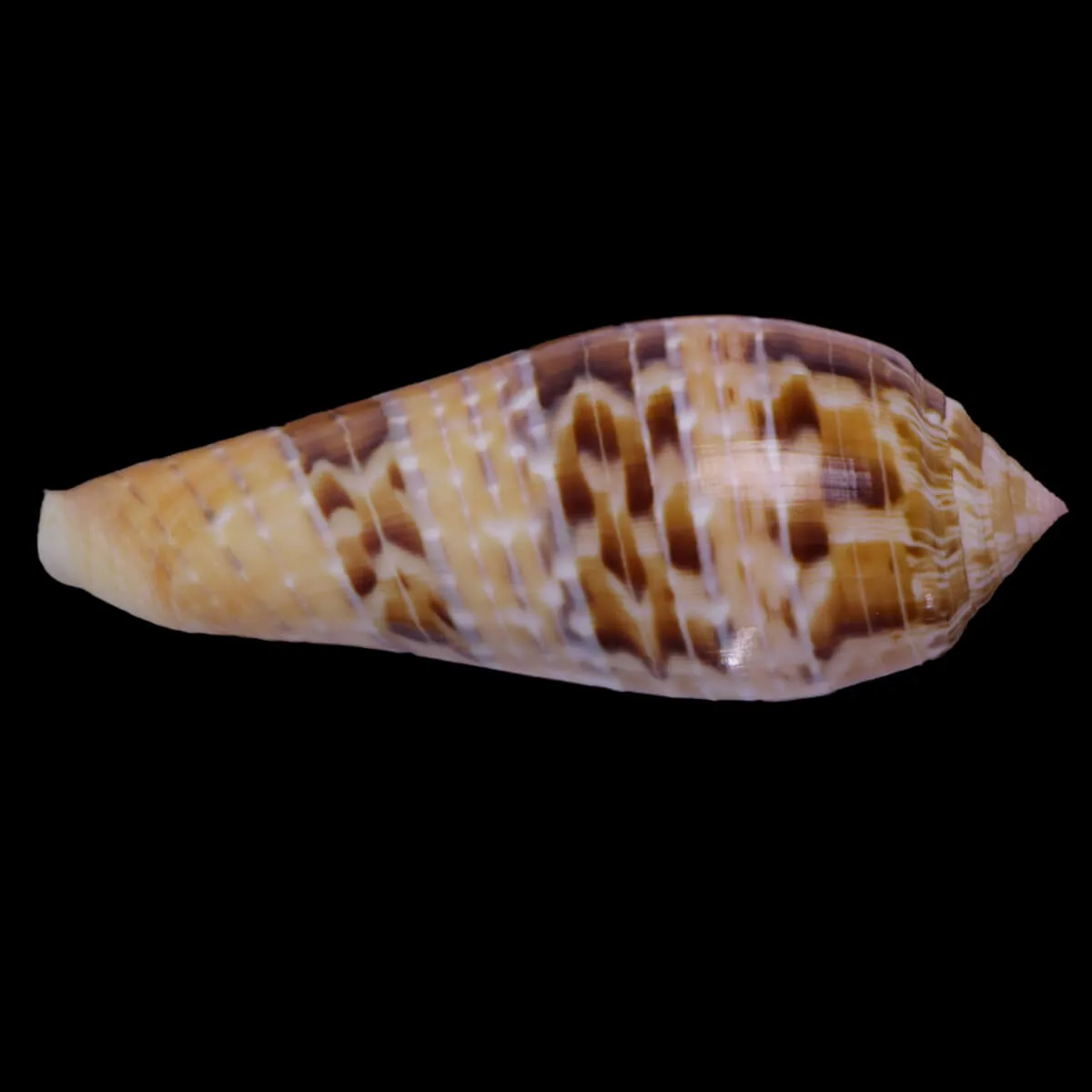 Textilia Dusaveli