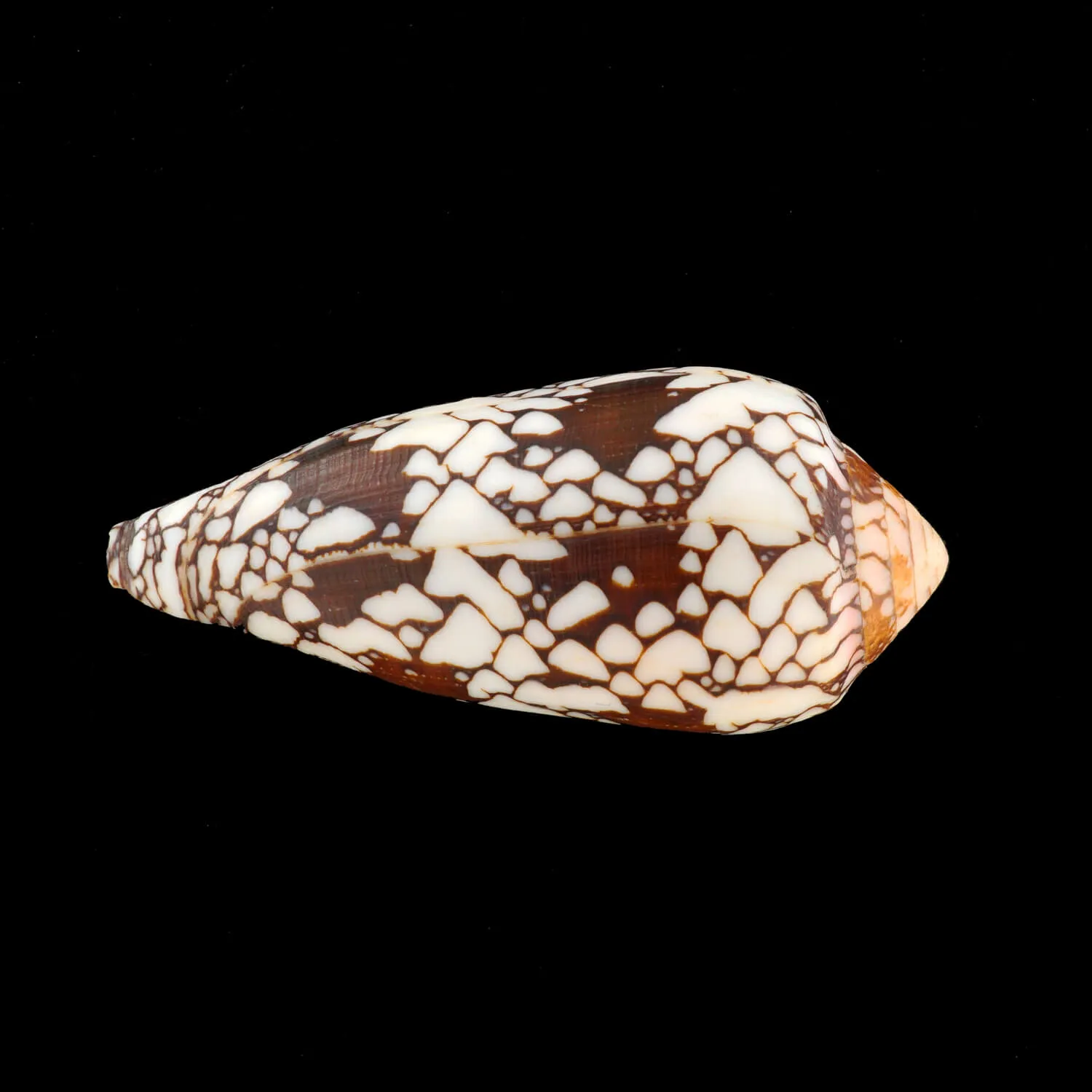 Conus Episcopatus