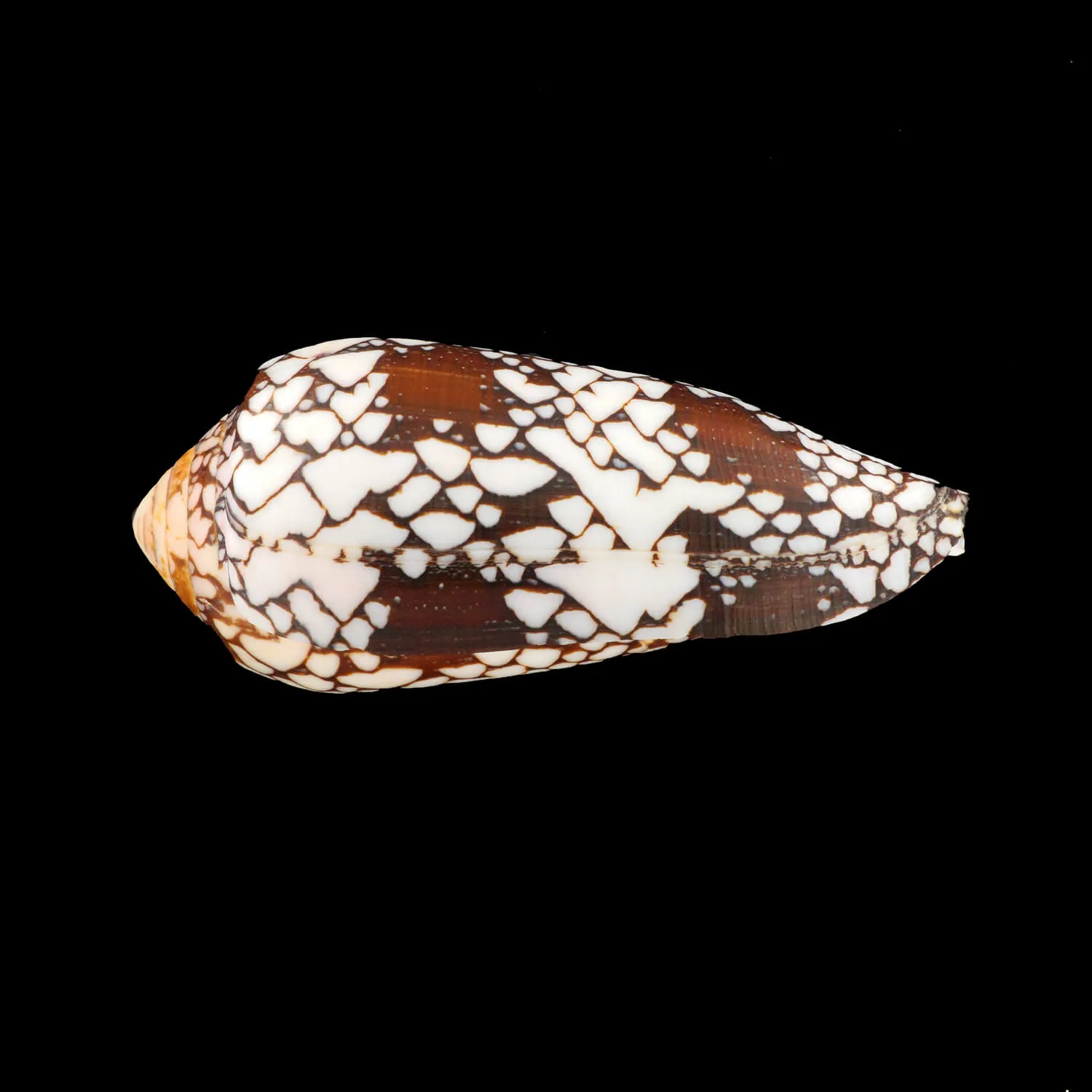 Conus Episcopatus