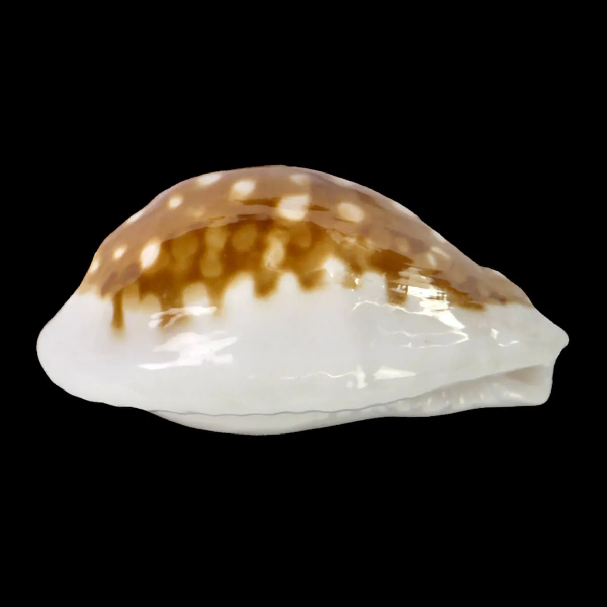 Cribrarula Exmouthensis