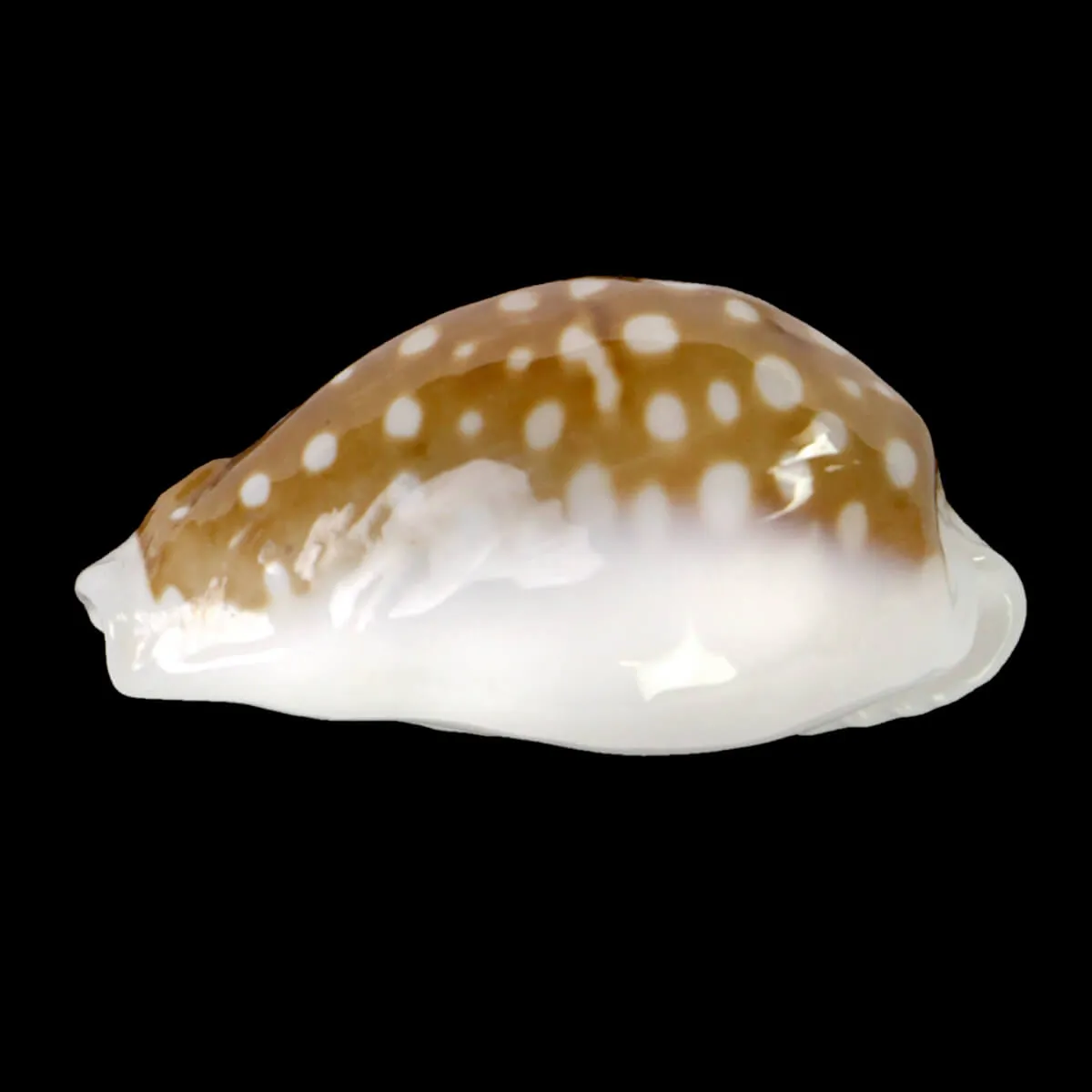 Cribrarula Exmouthensis