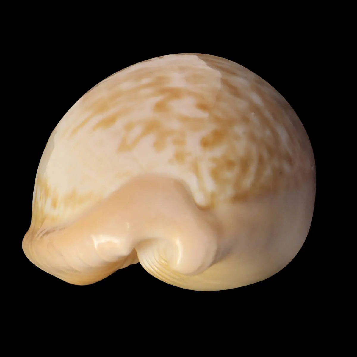 Cypraeovula Fuscorubra