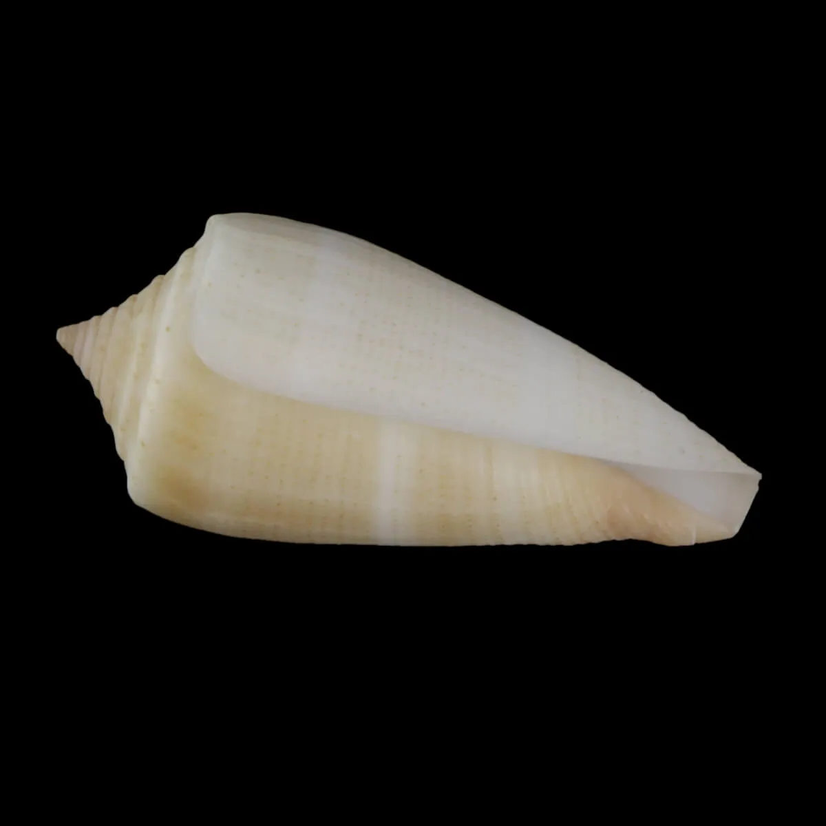 Calibanus Furvus CREAM