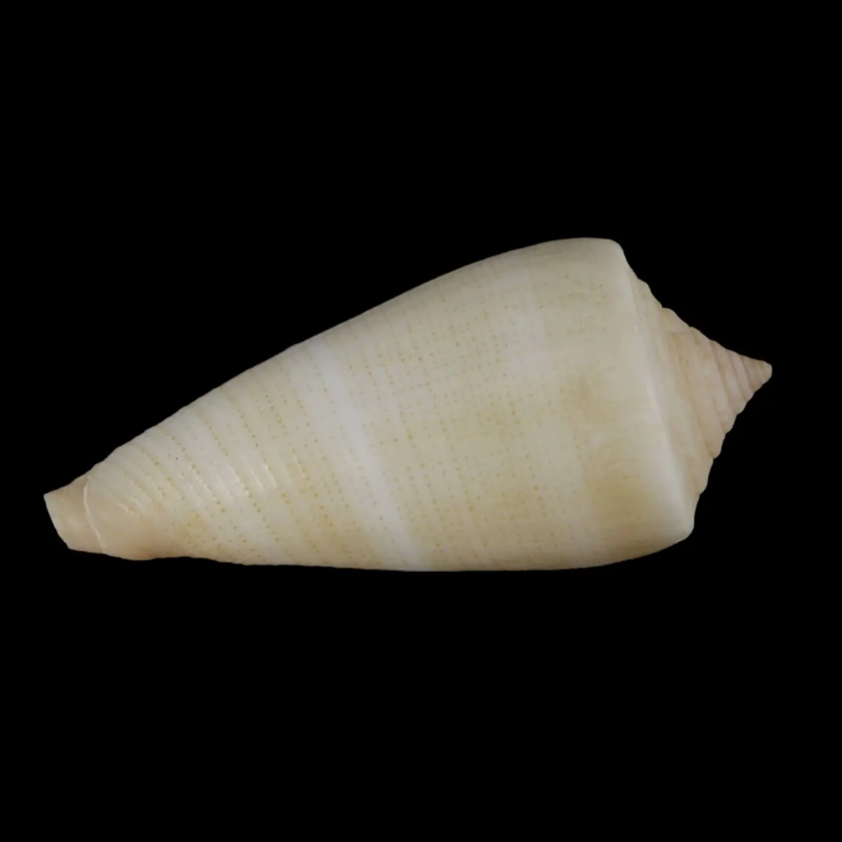 Calibanus Furvus CREAM
