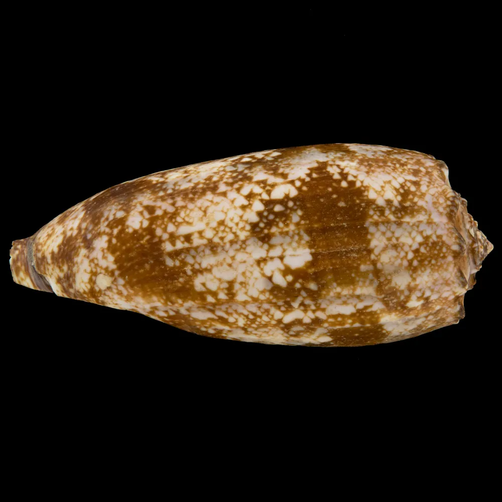 Conus Geographus