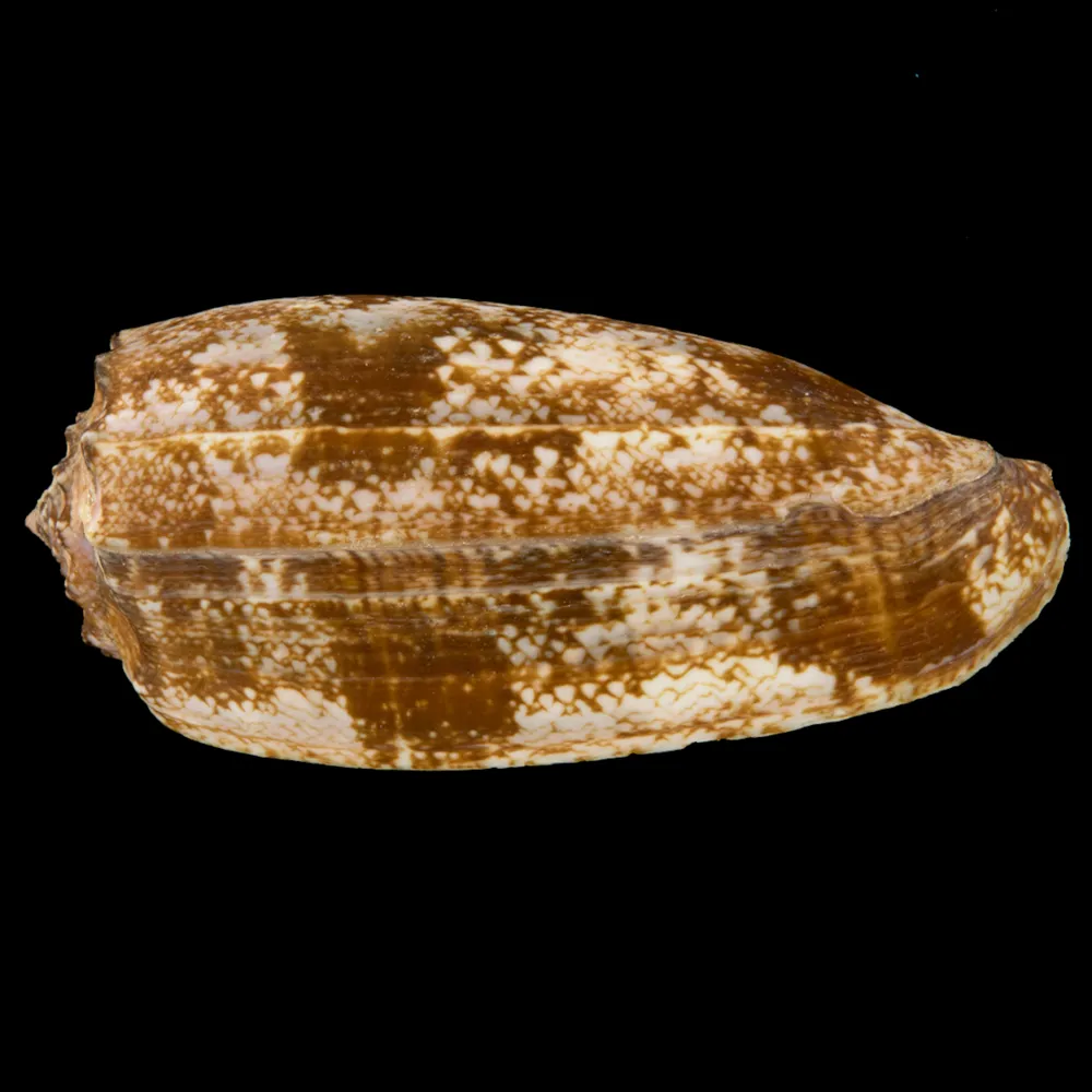 Conus Geographus