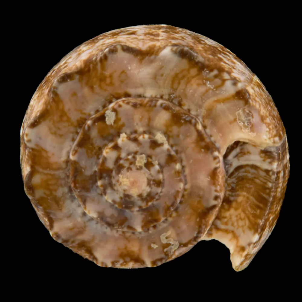 Conus Geographus