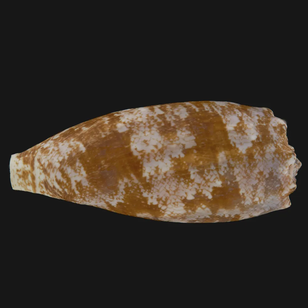 Conus Geographus