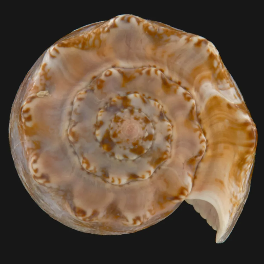 Conus Geographus