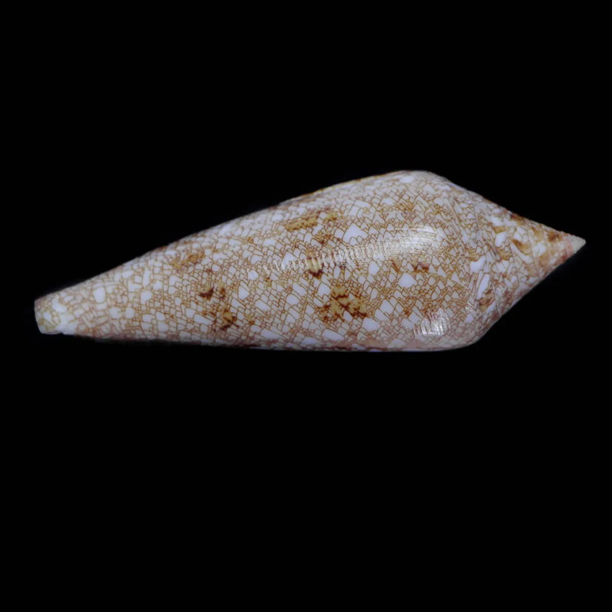 Conus Gloriamaris
