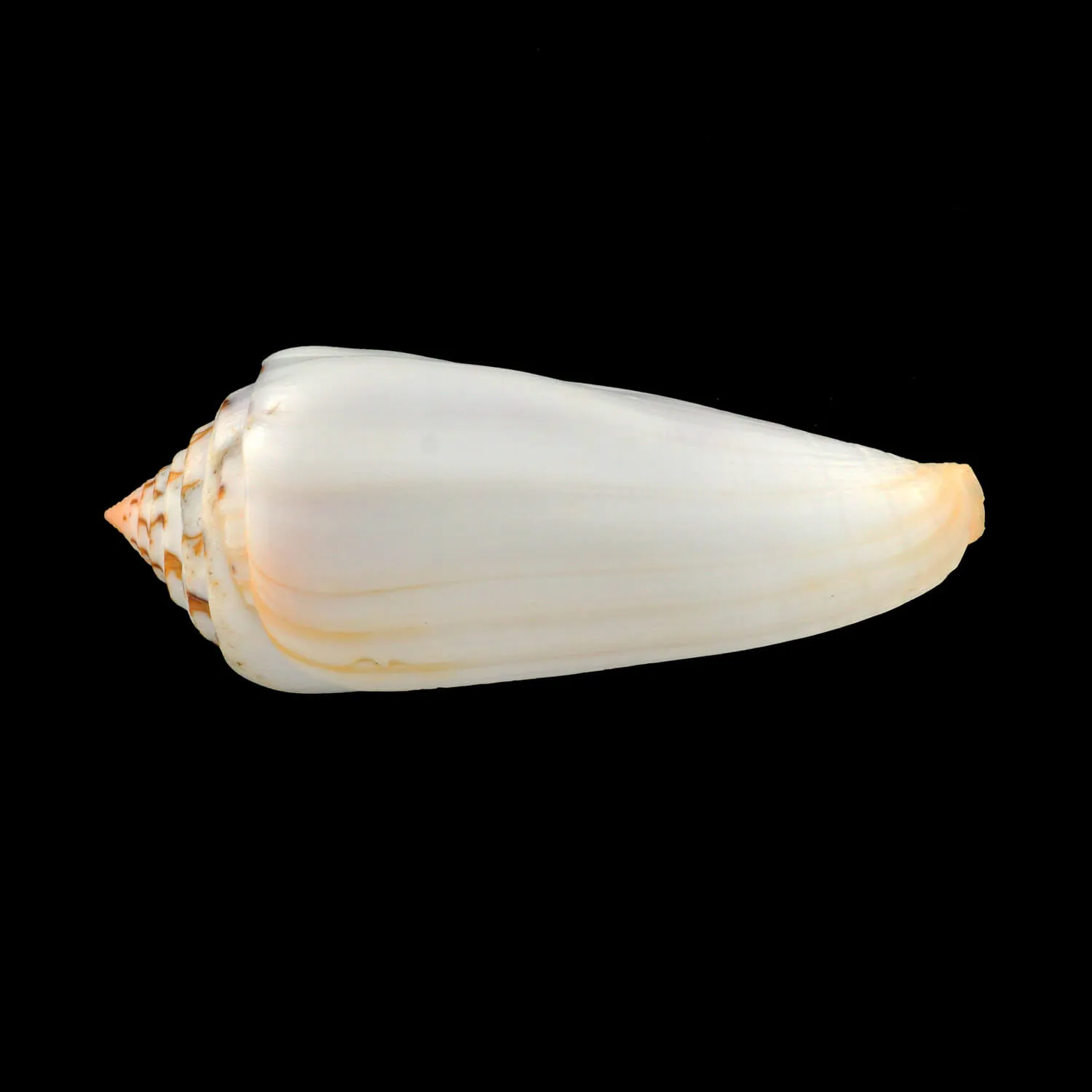 Conus Gubernator
