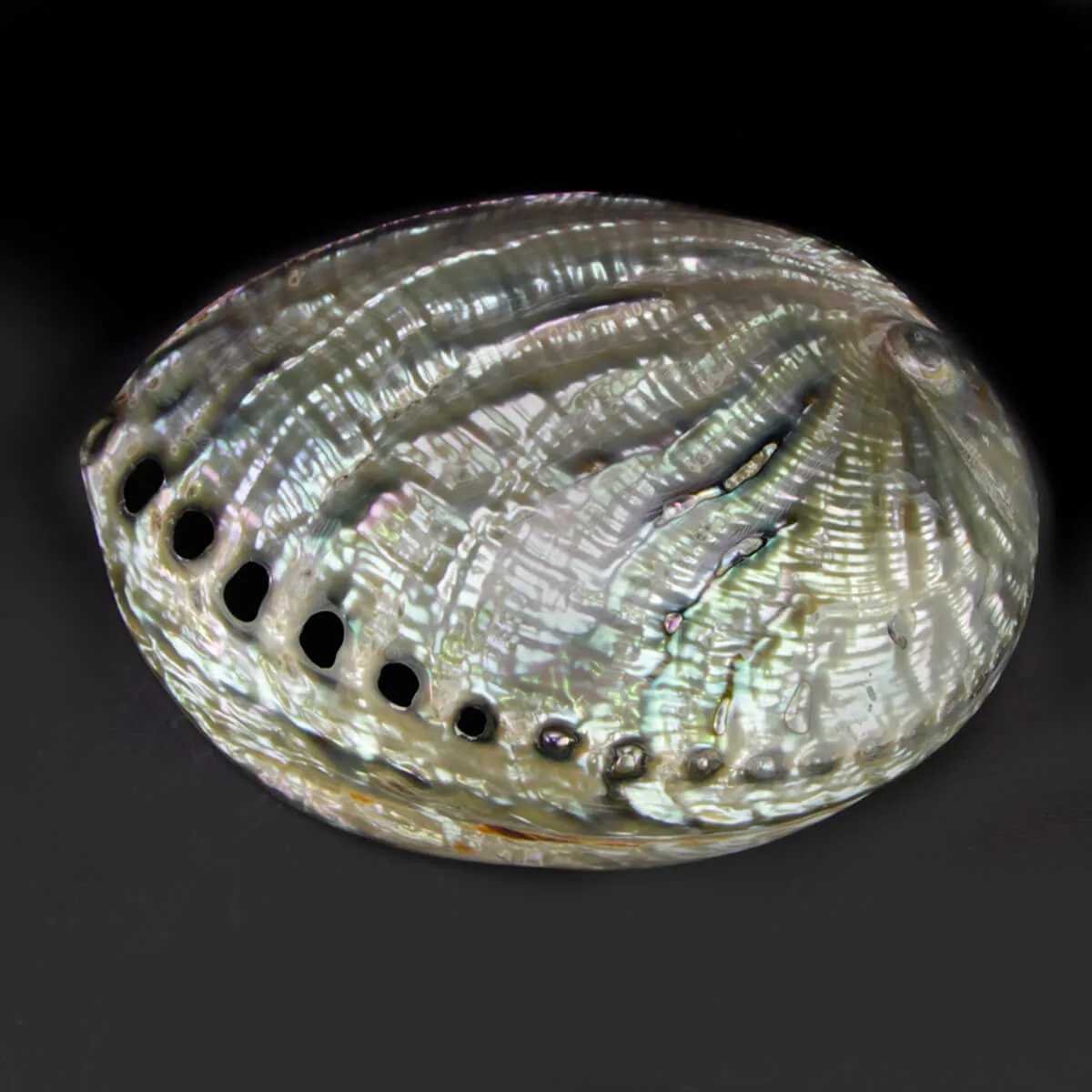 Haliotis Fulgens