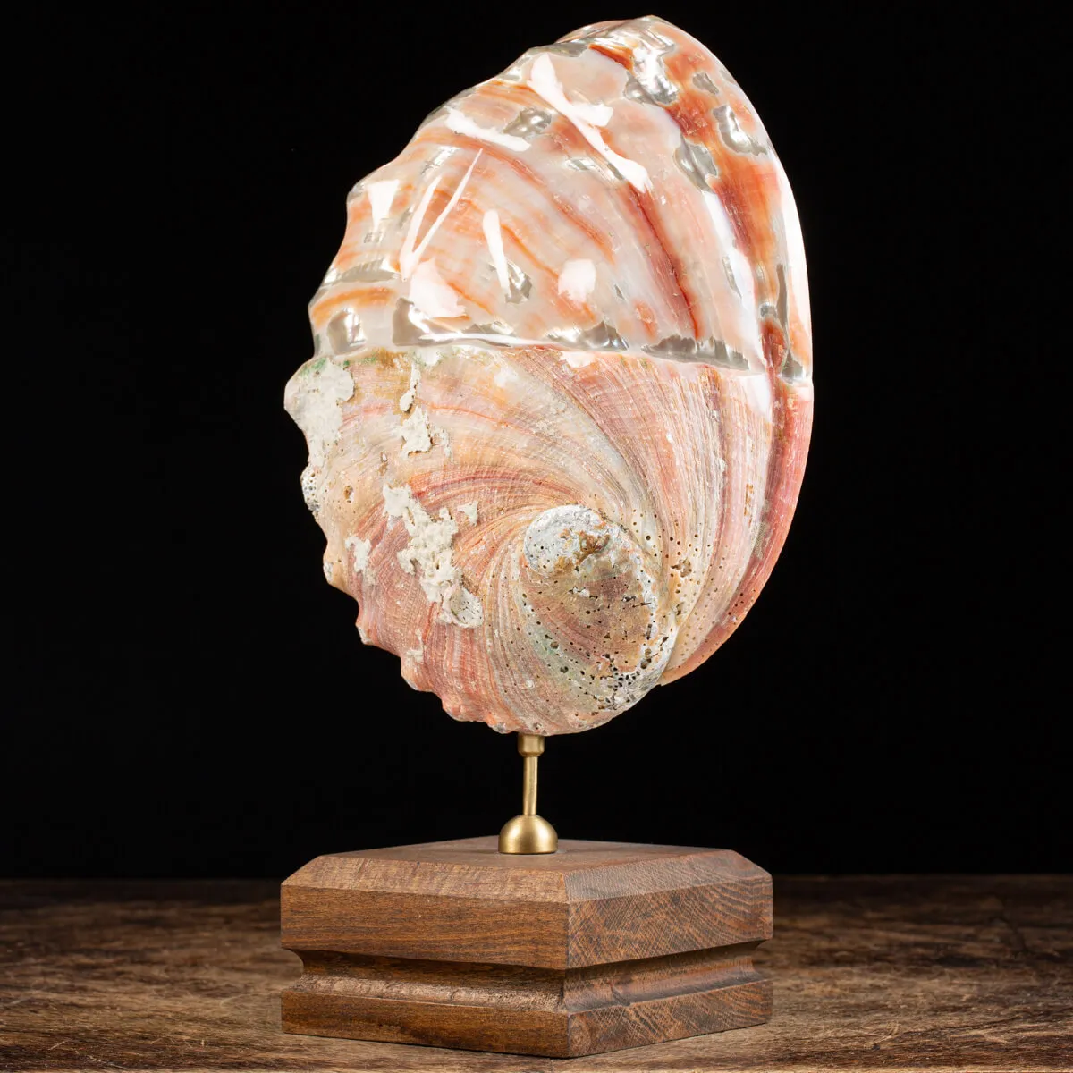 Haliotis Rufescens su piedistallo