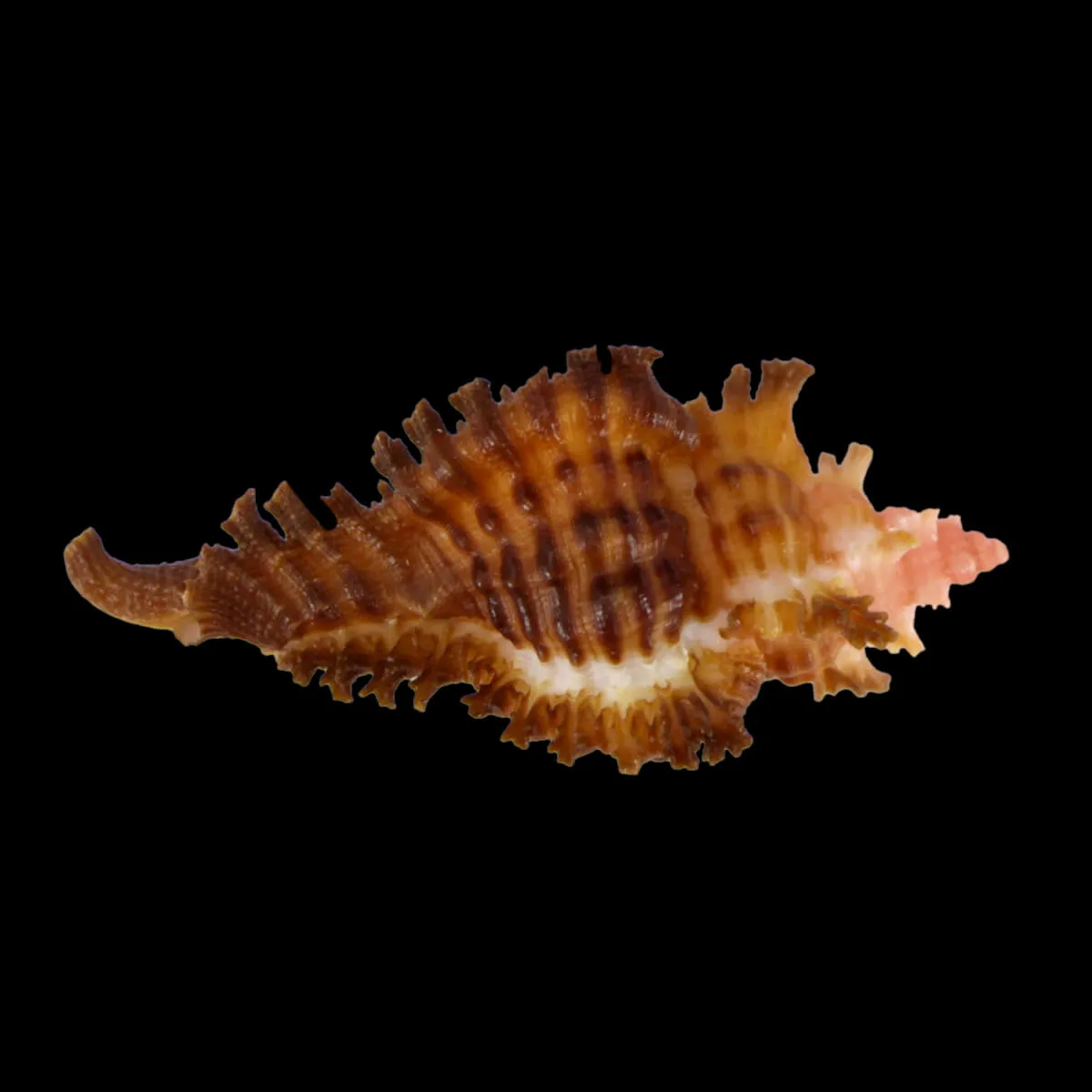 Chicoreus Strigatus