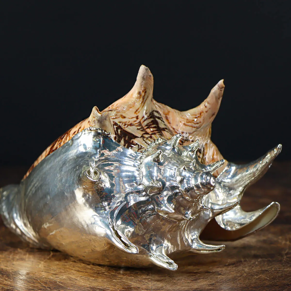 Cymbiola Imperialis